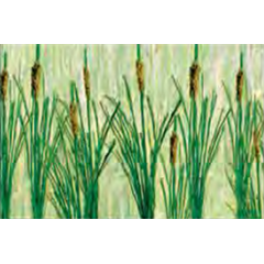 95535 CATTAILS 19mmTall 24/pk.