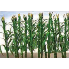 95552  CORN STALKS 25mm Tall 36/pk.
