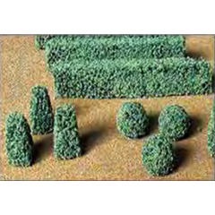 95584  BOXWOOD PLANTS &HEDGES 20?pk