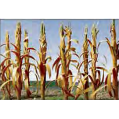 95588  DRIED CORN STALKS  30/pk