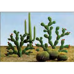 95613 CACTUS SELECTION 15/pk