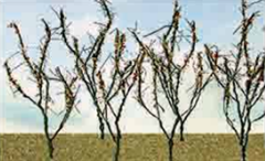 95522  DRY LEAF BRANCHES