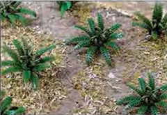 95533  16mm WIDE FERNS 12/pk  H0/00