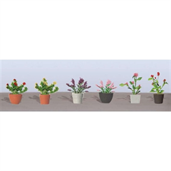 95565  6/pk  ASSORTED POTTED FLOWER PLANTS